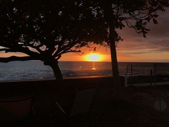 Silhouette tree on beach against sky during sunset