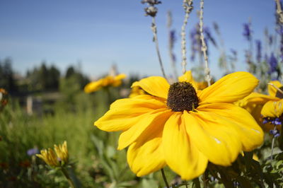 Close-up of yellow daisy flowers