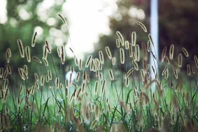 Close-up of flowering plants on land