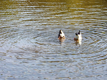 Ducks swimming in lake