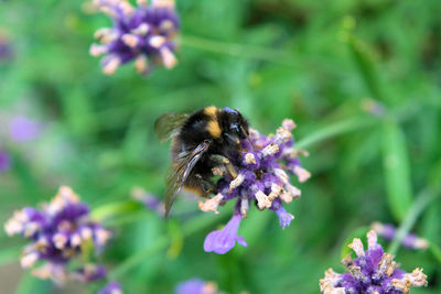 Bee pollinating on purple flower