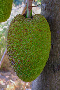 Close-up of cactus growing on tree