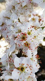 Close-up of cherry blossoms in spring