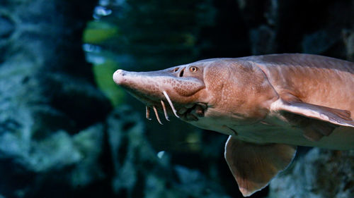 Sturgeon swims underwater. head of sturgeon close-up. undersea world.