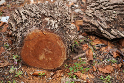 Close-up of logs in forest