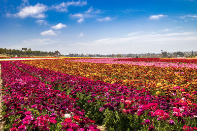 Pink flowering plants on field against sky