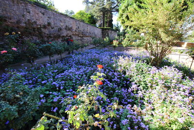 Flowers blooming in garden