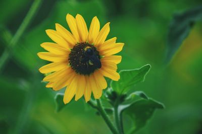 Close-up of insect on yellow flower