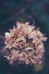Close-up of wilted plant