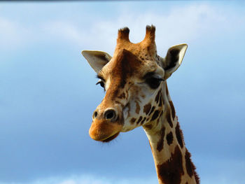 Close-up of giraffe against sky