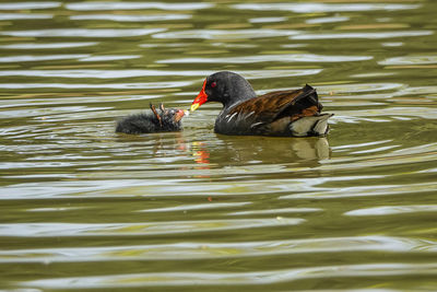 Ducks swimming in lake