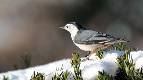 Close-up of bird perching on plant during winter