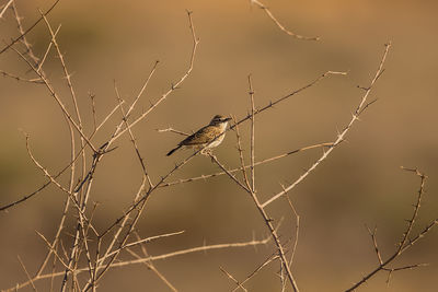 Bird perching on branch against bare tree