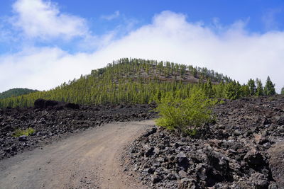 Plants growing on land against sky