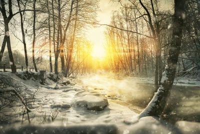 Trees on snow covered landscape during sunset