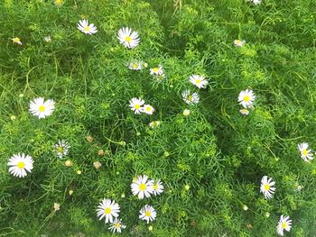 Close-up of white daisy flowers in field