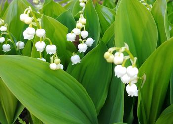 Close-up of white flowering plant