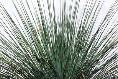 Close-up of plant