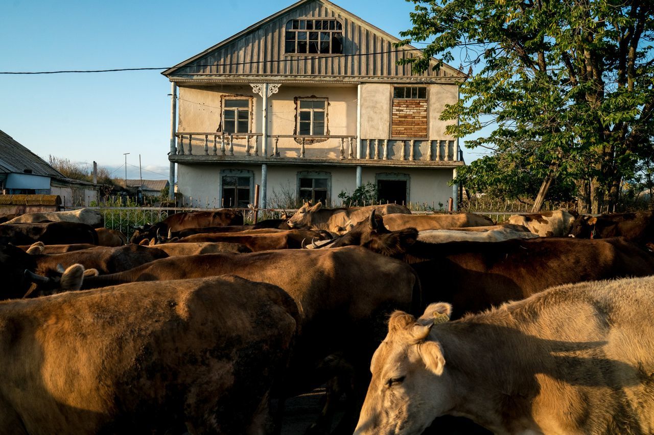 architecture, built structure, domestic, pets, animal, mammal, animal themes, domestic animals, building exterior, group of animals, vertebrate, livestock, building, nature, house, no people, residential district, day, cattle, sky, herbivorous, outdoors, herd