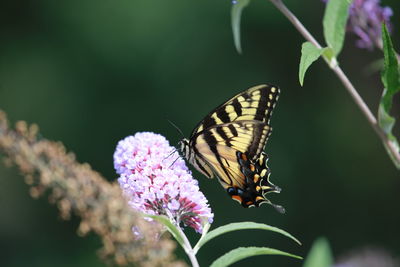 Close-up of butterfly pollinating on purple flower