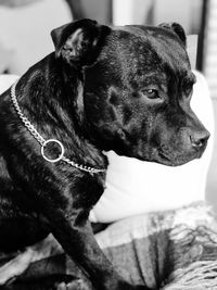 Close-up of a dog looking away