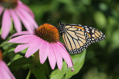 Close-up of butterfly pollinating on pink flower