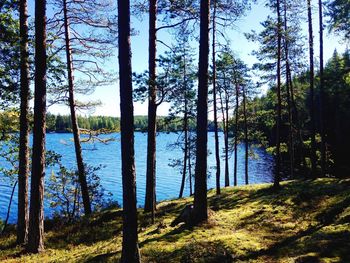 Scenic view of lake in forest