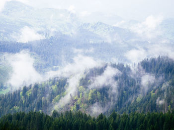 Scenic view of forest against sky