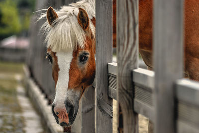 Portrait of horse in stable