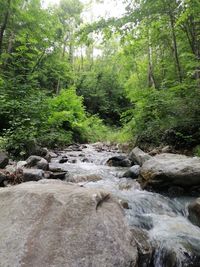 Stream flowing through rocks in forest