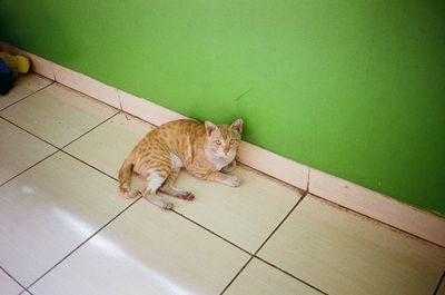 High angle view portrait of tabby cat on tiled floor
