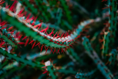 Close-up of red leaves