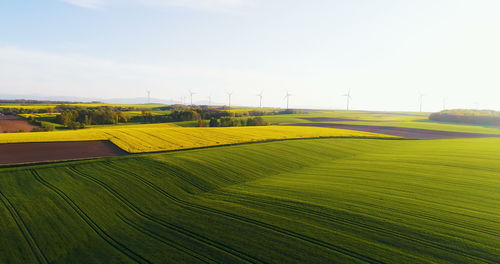 Scenic view of agricultural field against clear sky