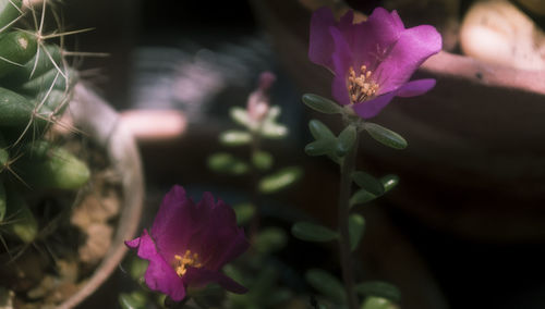 Close-up of pink flowers