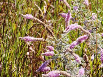 Close-up of purple flowers blooming outdoors