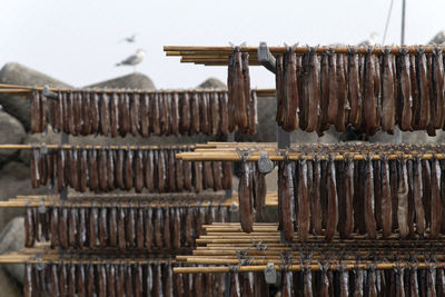 Close-up of drying fishes which are herrings and saury