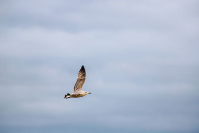 Low angle view of seagull flying