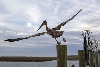 Pelican flying over wooden post against sky, pelican launching into flight, take off