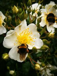 Close-up of bee on white flower blooming outdoors