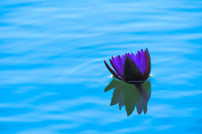 Close-up of purple flower blooming against blue water