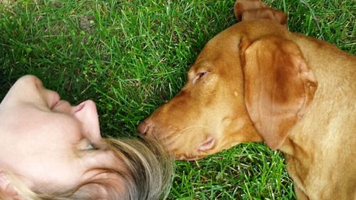 Close-up of dog resting on grassy field