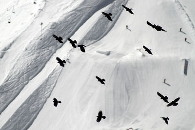 Birds flying against snow
