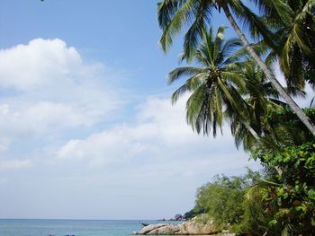 Low angle view of palm trees on beach against sky