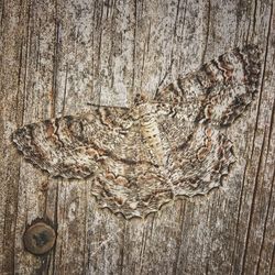 Close-up of tree trunk