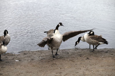 Flock of birds at lakeshore