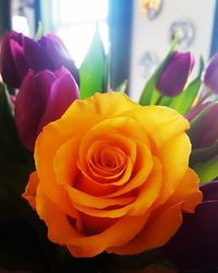 Close-up of fresh yellow rose