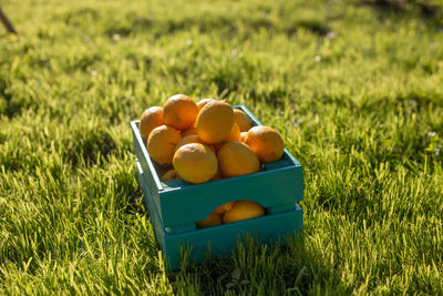 Fruits in basket on field