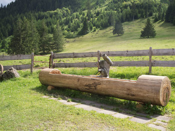 View of an animal on field