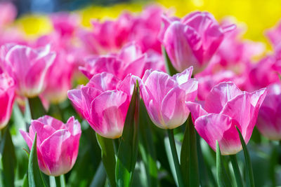 Close-up of pink flowering plants