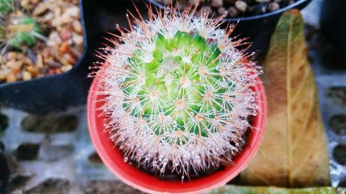 Close-up of cactus